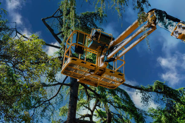 How Our Tree Care Process Works  in  Rafter J Ranch, WY